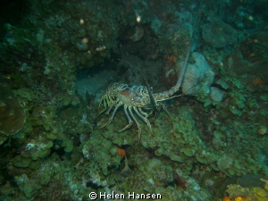 Lobster by Helen Hansen 